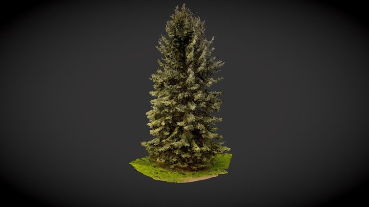 Spruce Cloud Scan(LowRes) – Free 3D Model STL