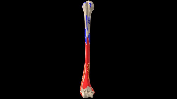 Humerus bone with landmarks and labels 3D Model