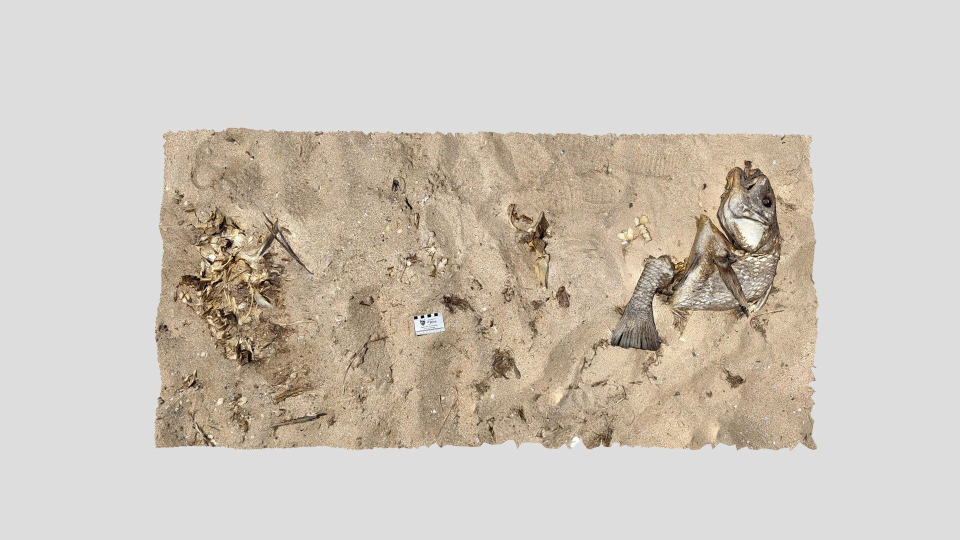 Drum Fish Bone Scatter Download Free 3D model by Terrie