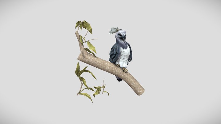 Harpy Eagle 3D Model