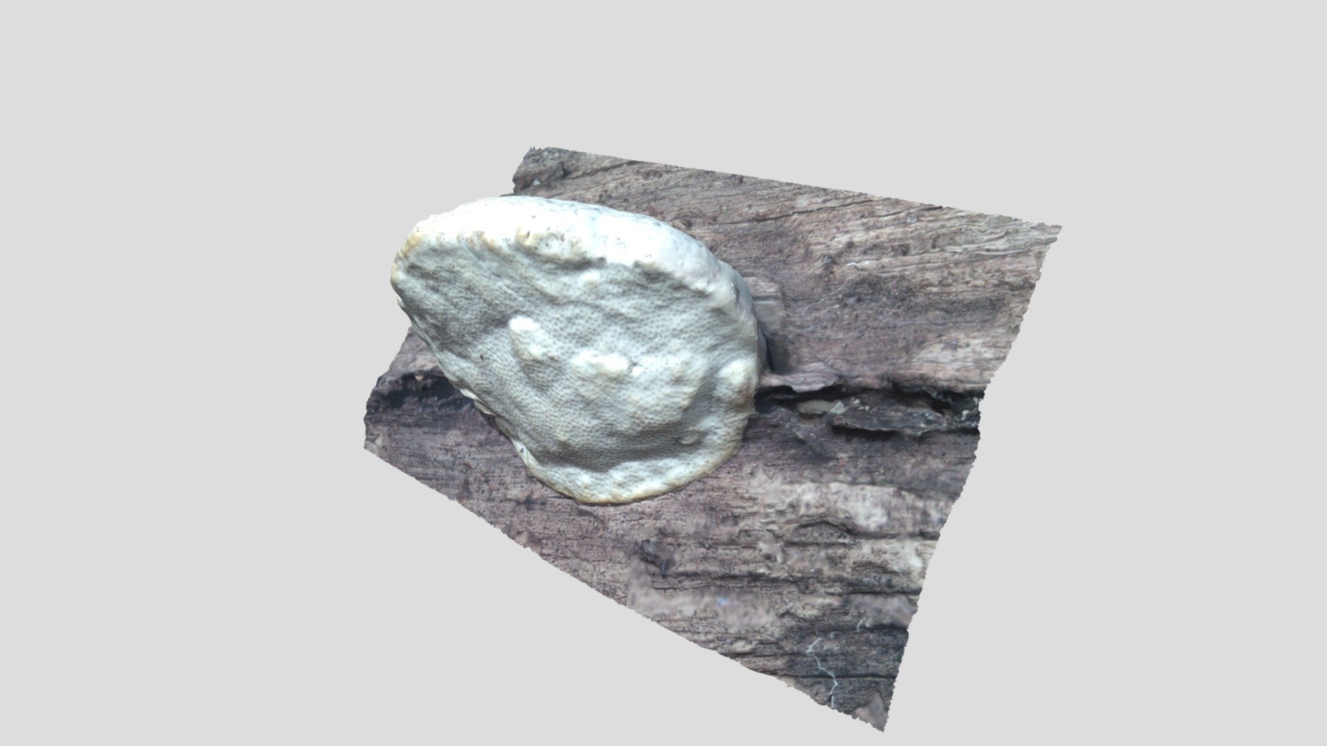 Fungus