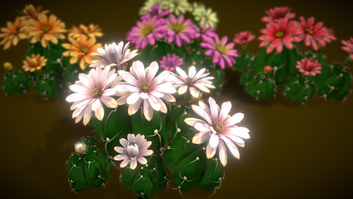 Flower Gymnocalycium Horstii 3D Model