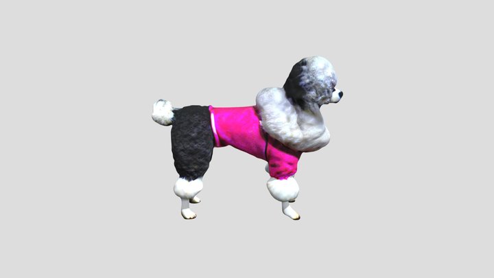 Fashion Pooch 3D Model