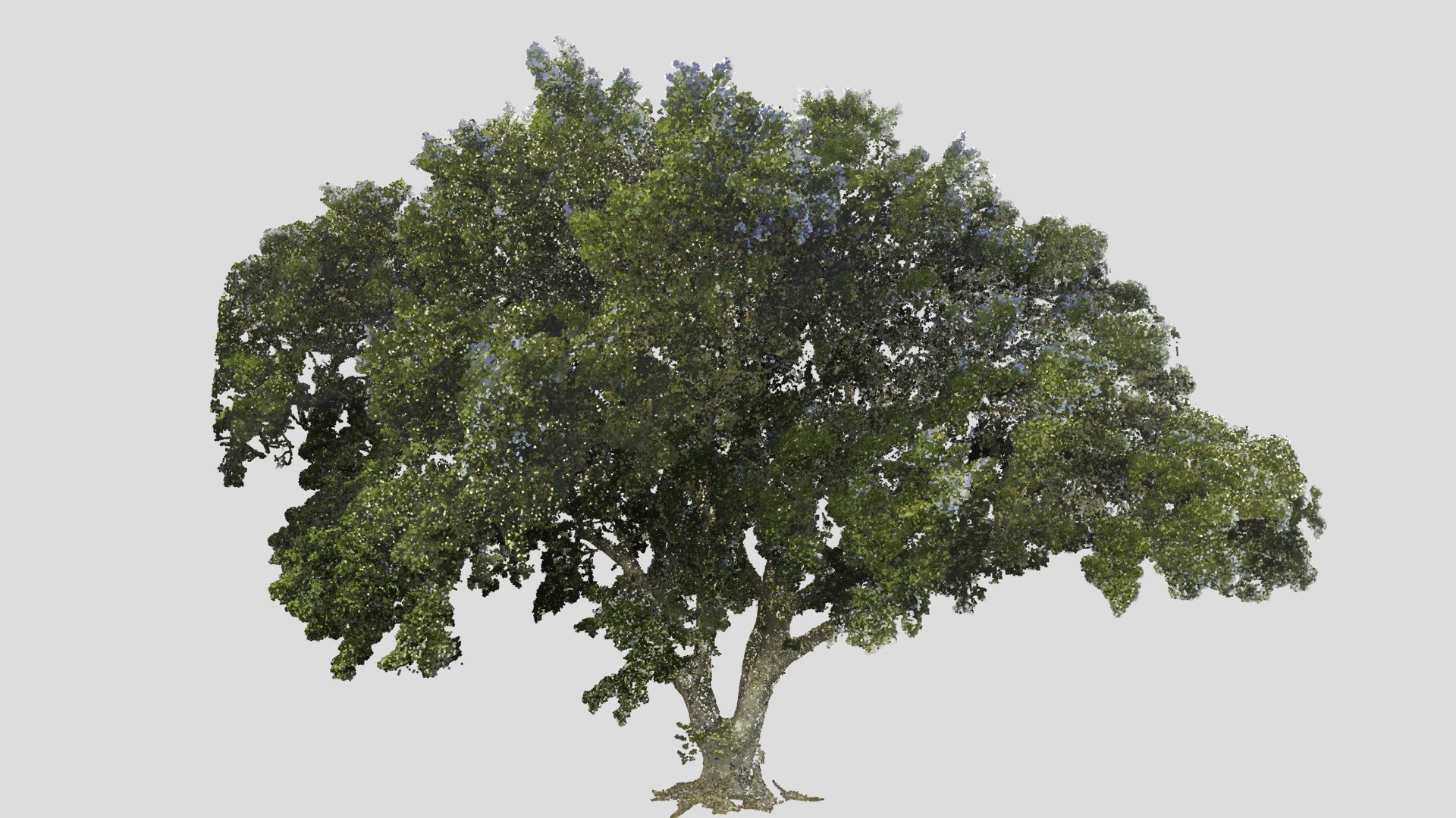Tree Point Cloud