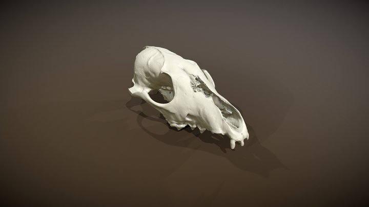 Fox skull - Scanned with Revopoint MetroX 3D Model