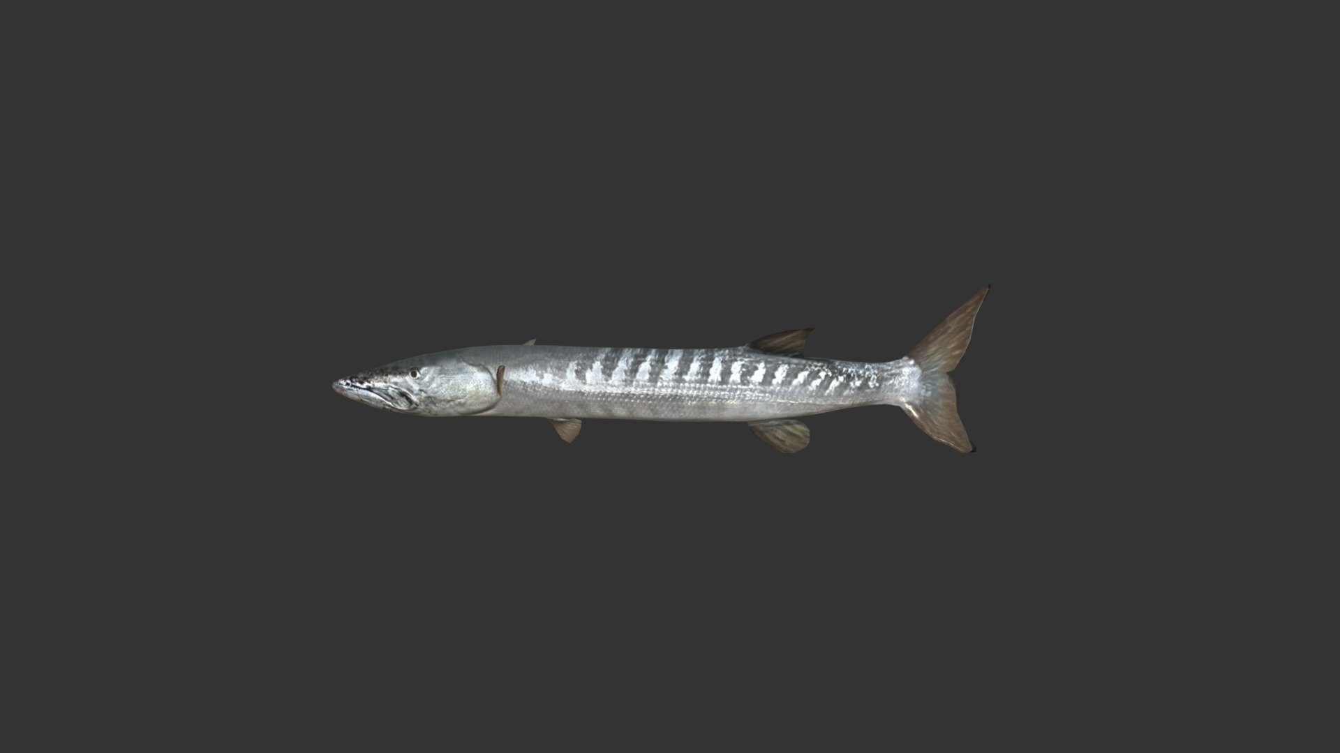 Barracuda