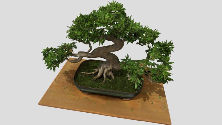 Bonsai Tree - garden – Kostenloses 3D-Modell STL