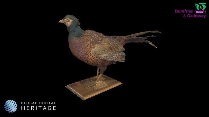Male Pheasant