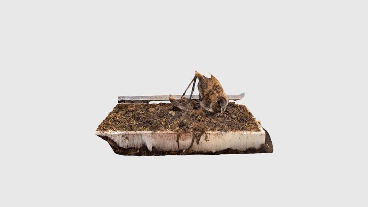 goat head 17.1 3D Model