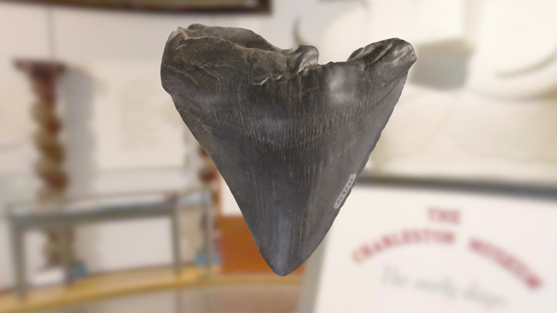 ChM PV9562 - Megalodon Shark Tooth