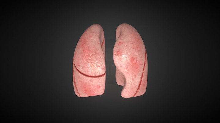 Lungs 3D Model