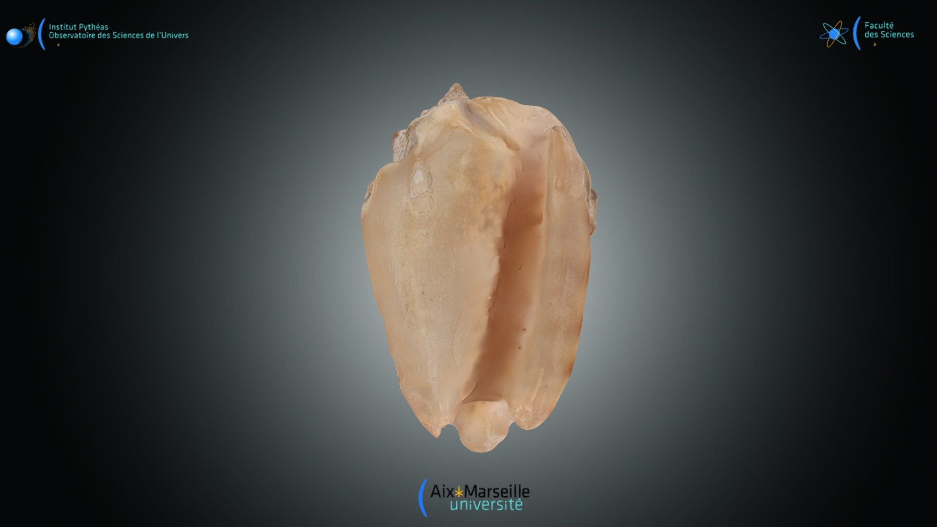 Gastéropode - Strombus sp.