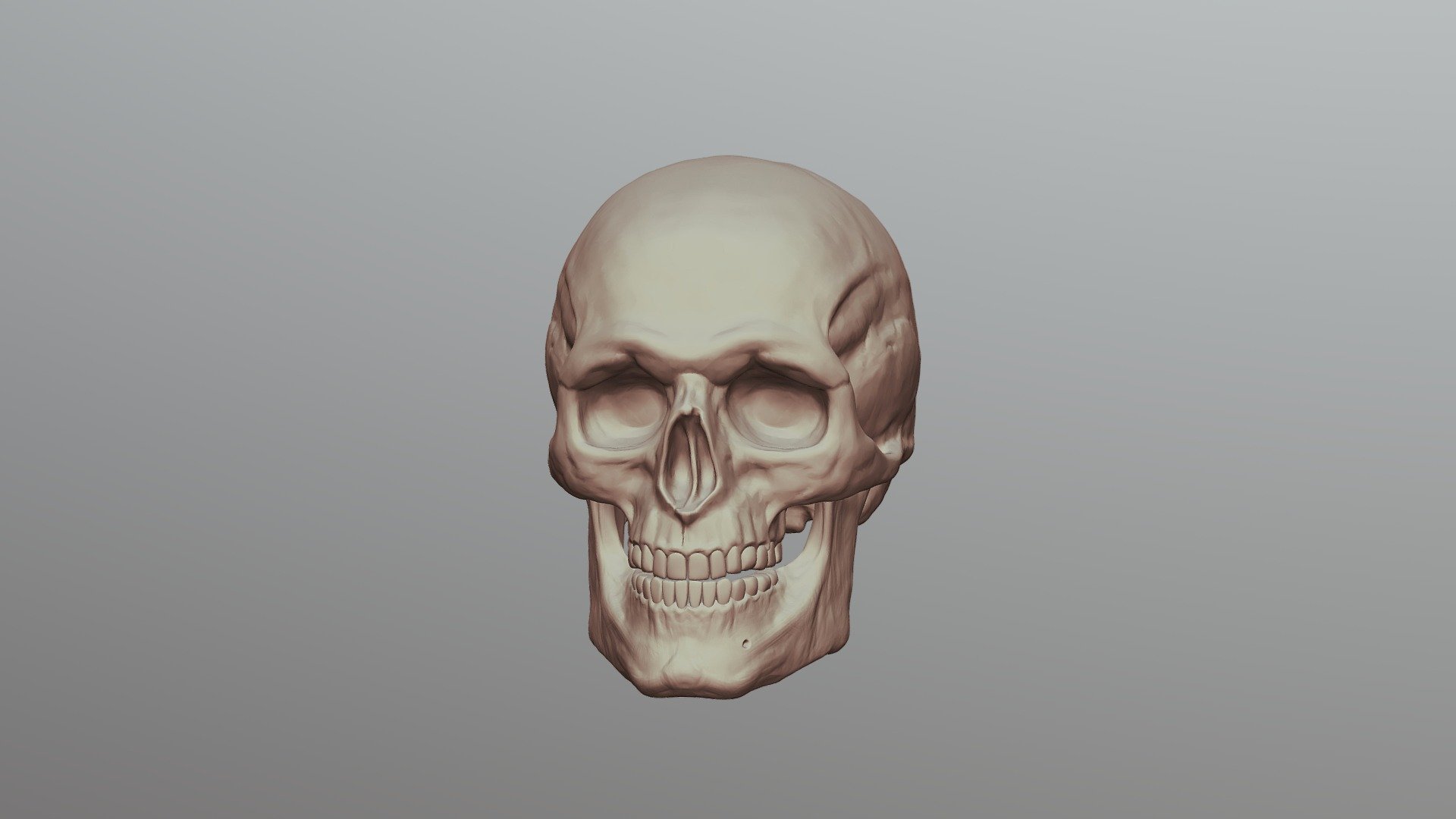 Skull Study From Ten24 Skull