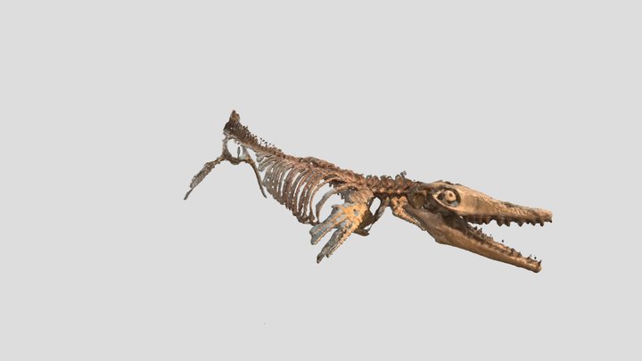 Mosasaurus skeleton 3D Model