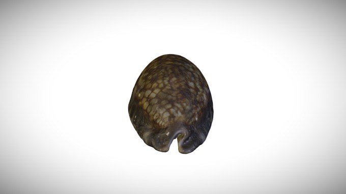 Invertebrates: Mollusks - A 3D model collection by California Academy ...