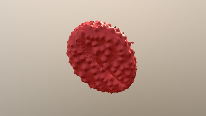 Knapweed pollen 3D Model