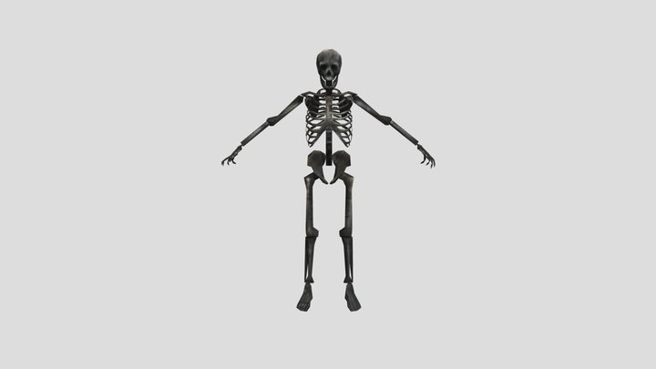 Skeleton 3D Model