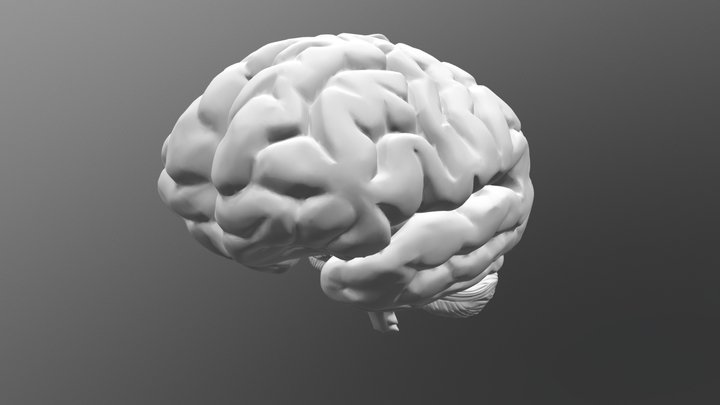 Human brain 3D Model