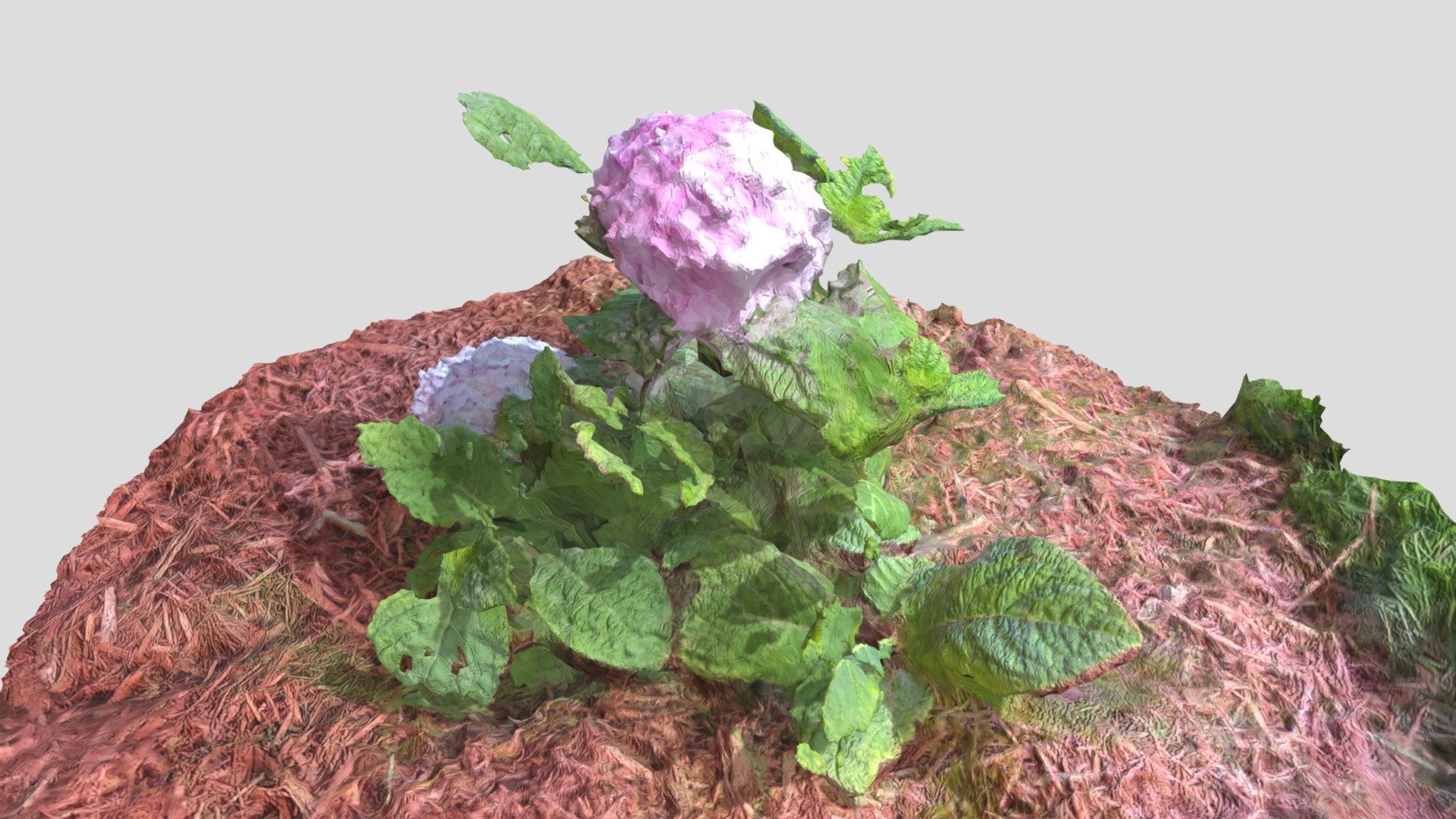 Hydrangea Meshroom Scan From Pixel 5 Download Free 3D model by Lilithe [1f9c35a] Sketchfab