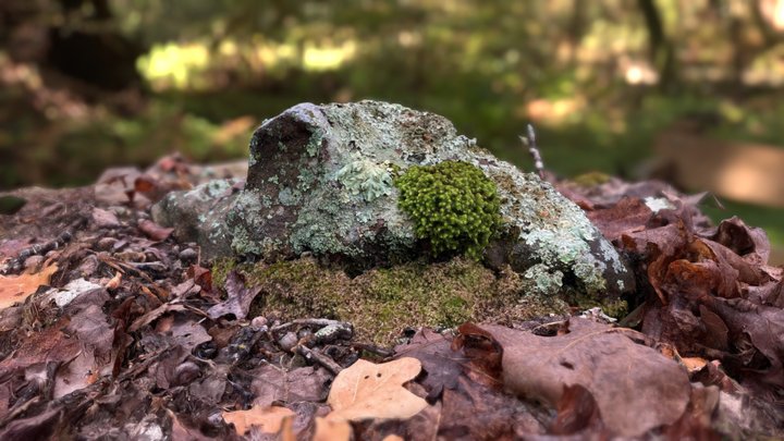 Lichenous Rock on Forest Floor - Oklahoma 3D Model