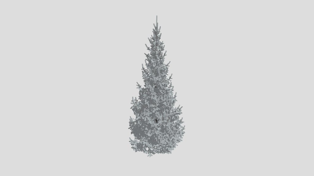 Norway Spruce Picea Abies 7 7m