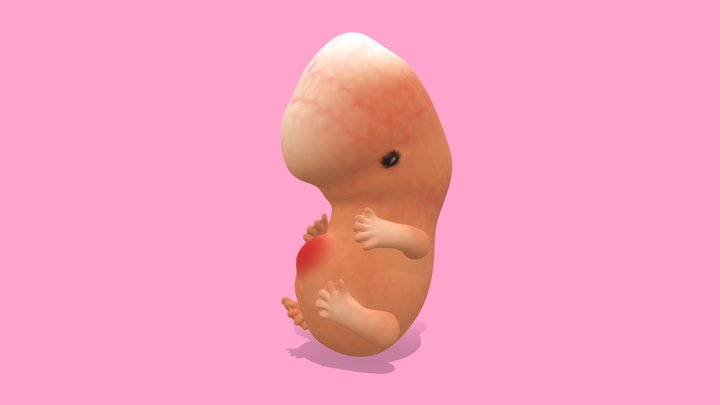 Human Embryo (7 weeks development) 3D Model