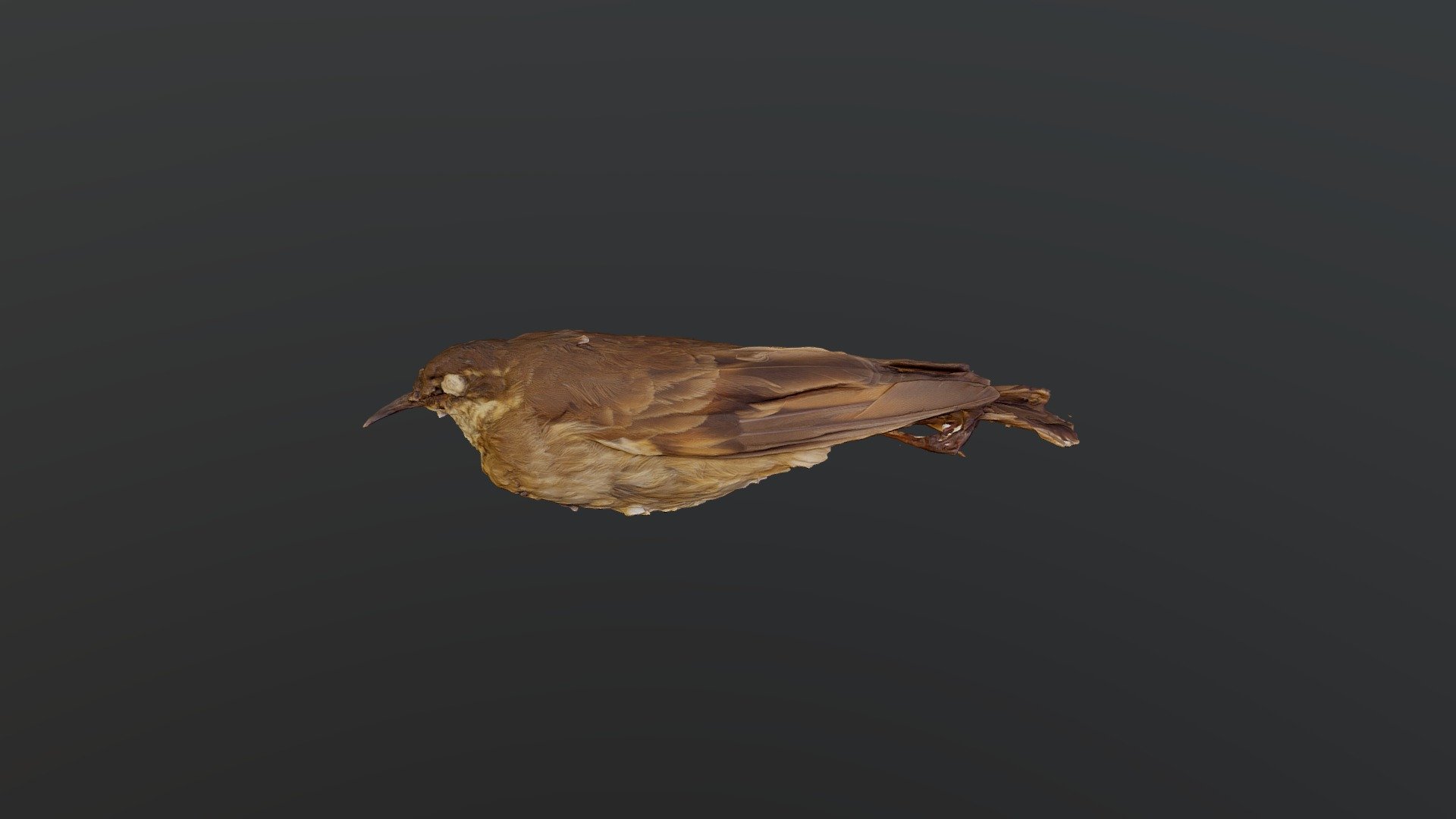 Chestnut-winged Cinclodes - 	Cinclodes albidi...