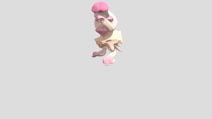 limp 3D Model