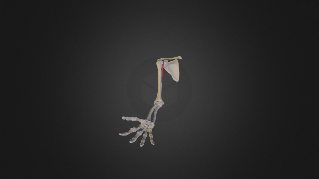 Muscles of the arm - A 3D model collection by Beatriz Gomez
