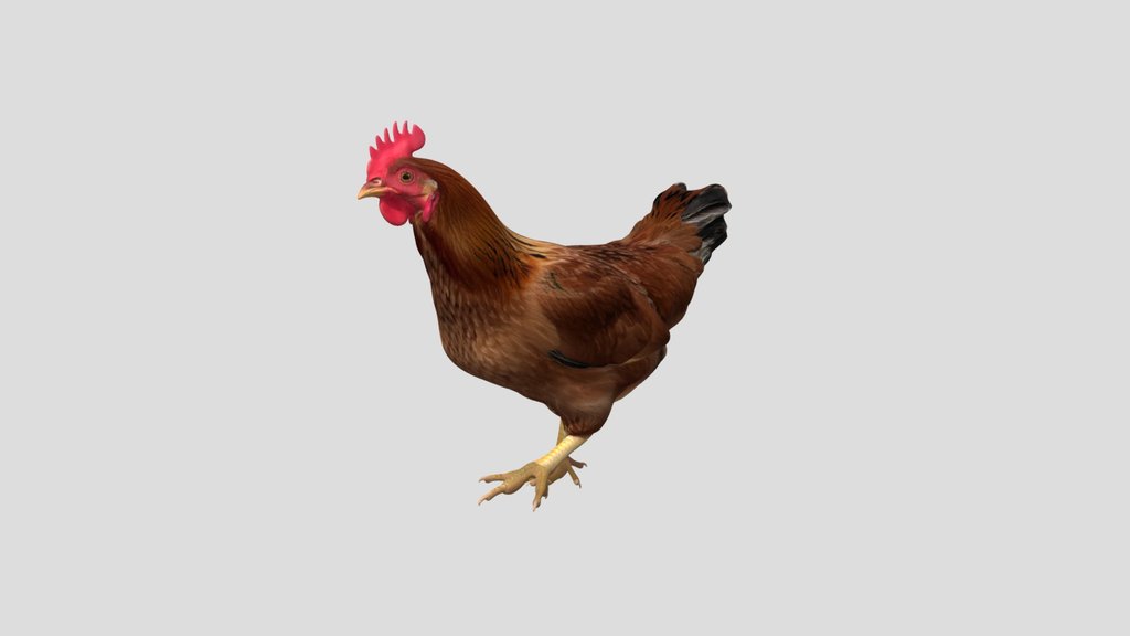 Brown Hen Walking
