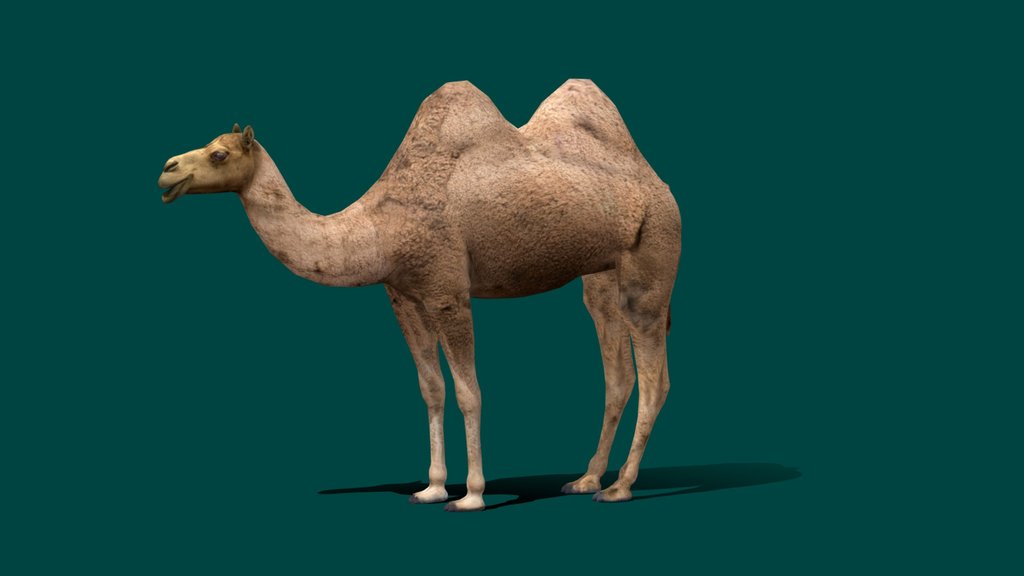 Bactrian Camel (Low Poly)