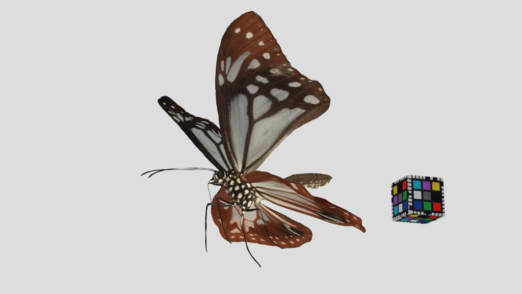 CC0 アサギマダラ 🦋 ♂ Chestnut Tiger Butterfly