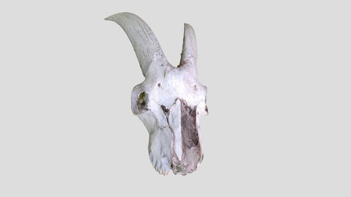 Goat Skull Test - Xiaomi Mi 11 (Auto) 3D Model