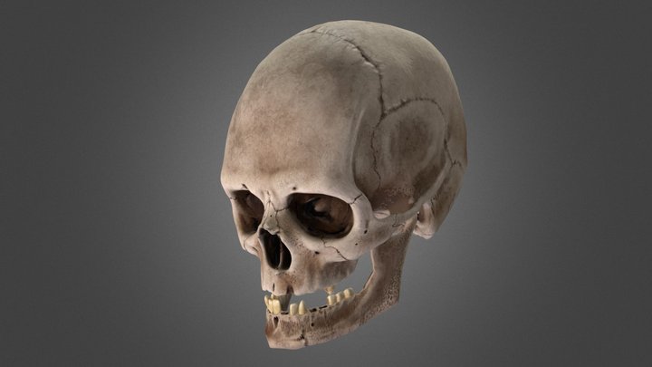 skull 3D Model