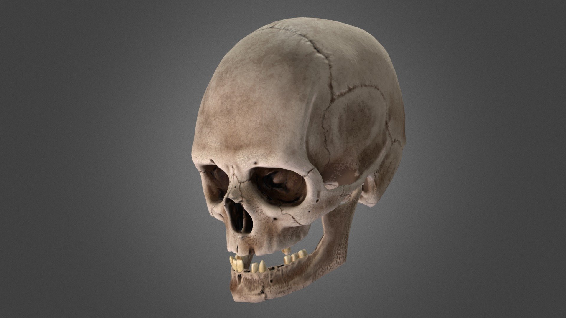 skull