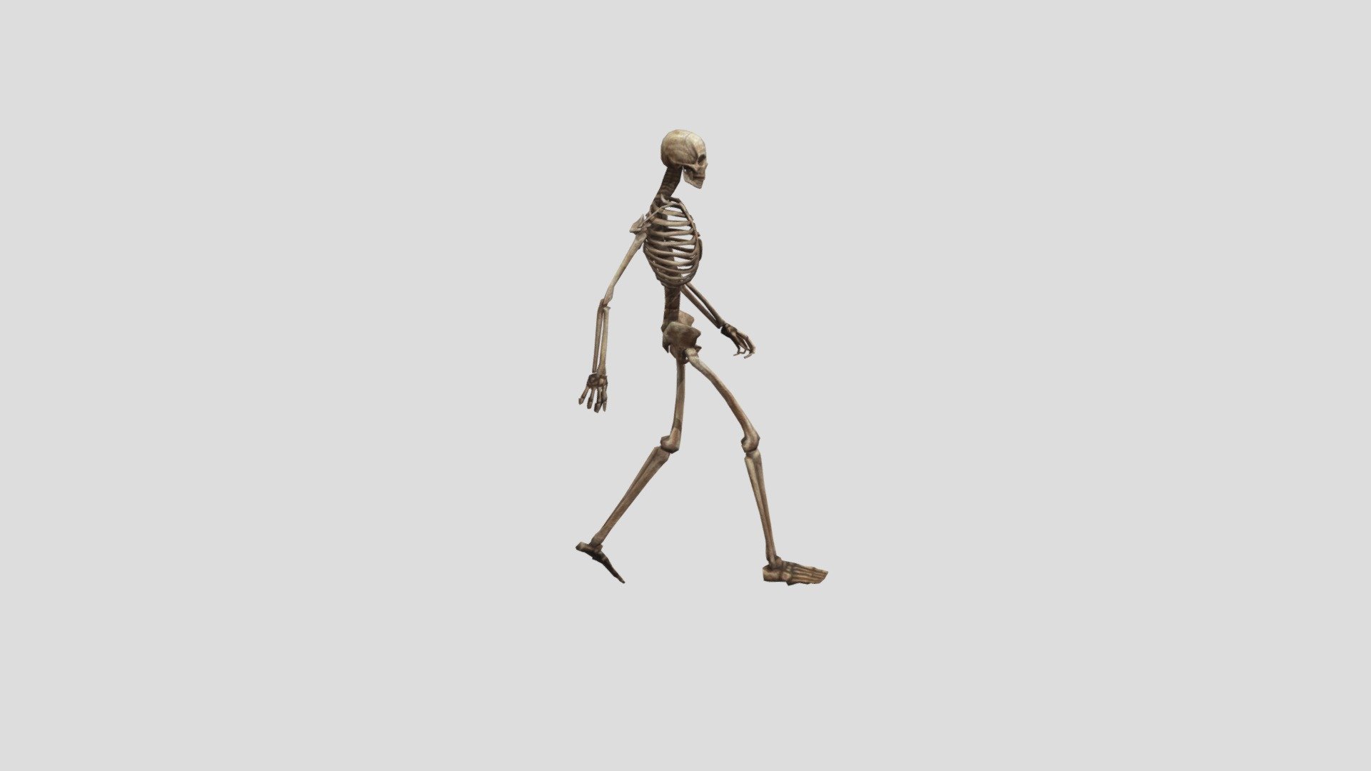 Skeleton 1
