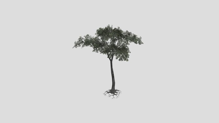 kapok root tree 3D Model
