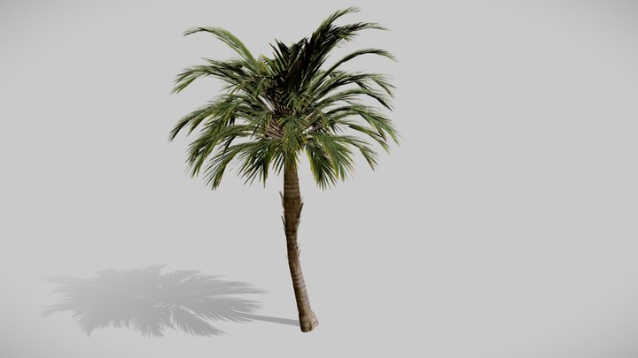 Palm tree (55k triangles) 3D Model