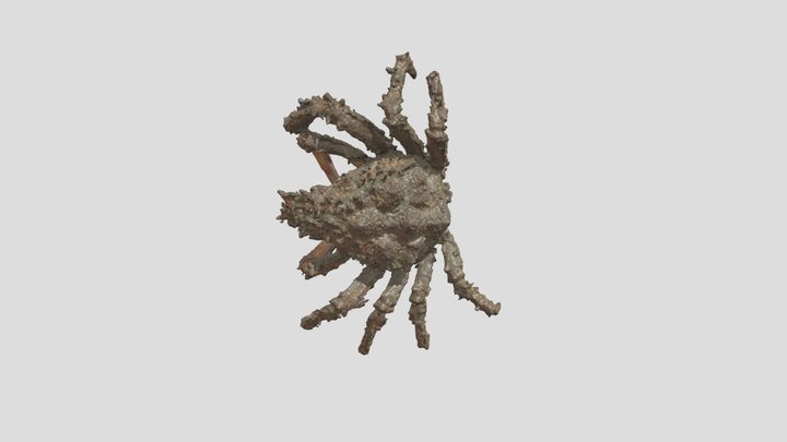 Decorator Crab 3D Model