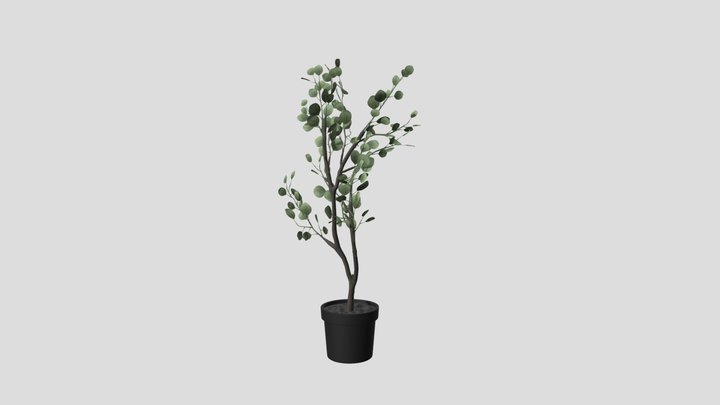 Eucalyptus 6-1 3D Model