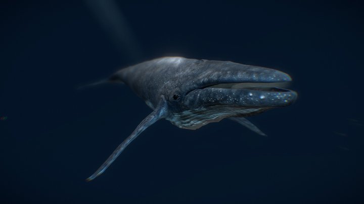 Blue whale (Animated, downloadable) 3D Model