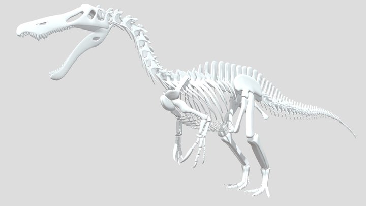 Suchomimus Skeletal 3D Model