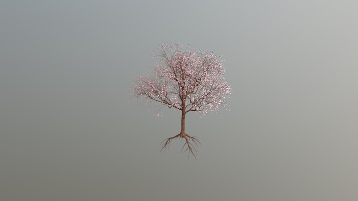 cherry tree flowering B 3D Model