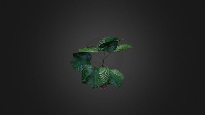 Ruffled fan palm tree. 3D Model