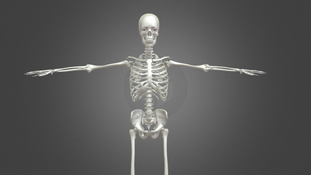 Esqueleto Humano 360° 3D model by Diseñador digital