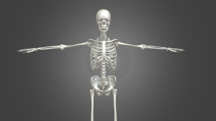 Esqueleto Humano 360° - 3D model by Diseñador digital [1fc551a] - Sketchfab
