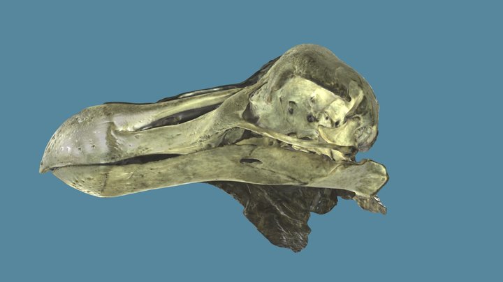 The Oxford Dodo (OUMNH.ZC.11605) 3D Model