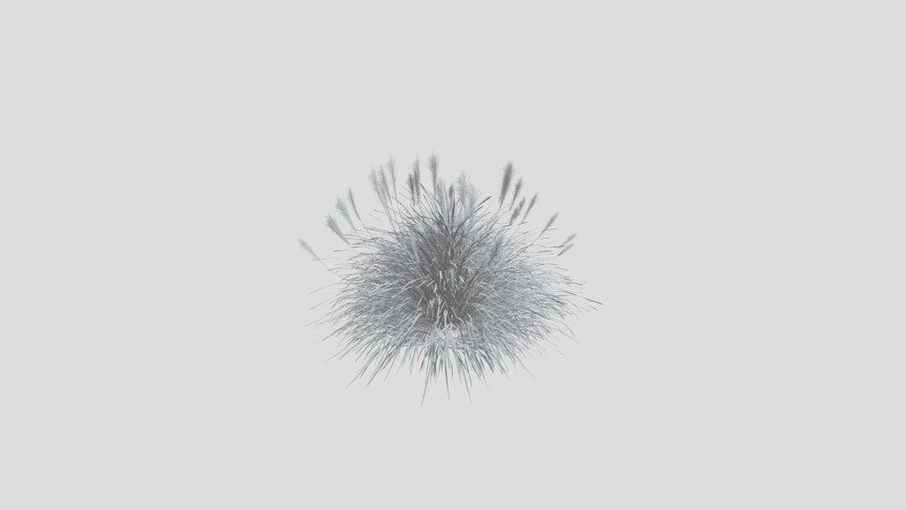 Plant Stipa Tenacissima