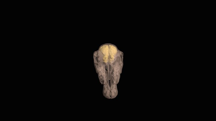 Head and spine 3D Model