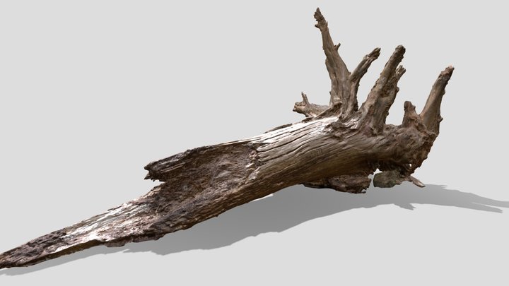 Fallen Tree Stump Scan 3D Model